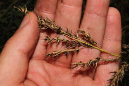 Image of Sorghum ergot