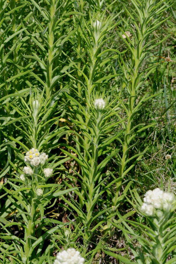 Image of winged cudweed