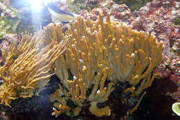 Image of montipora corals