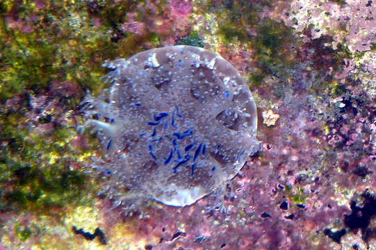 Image of Upside-down jellyfish