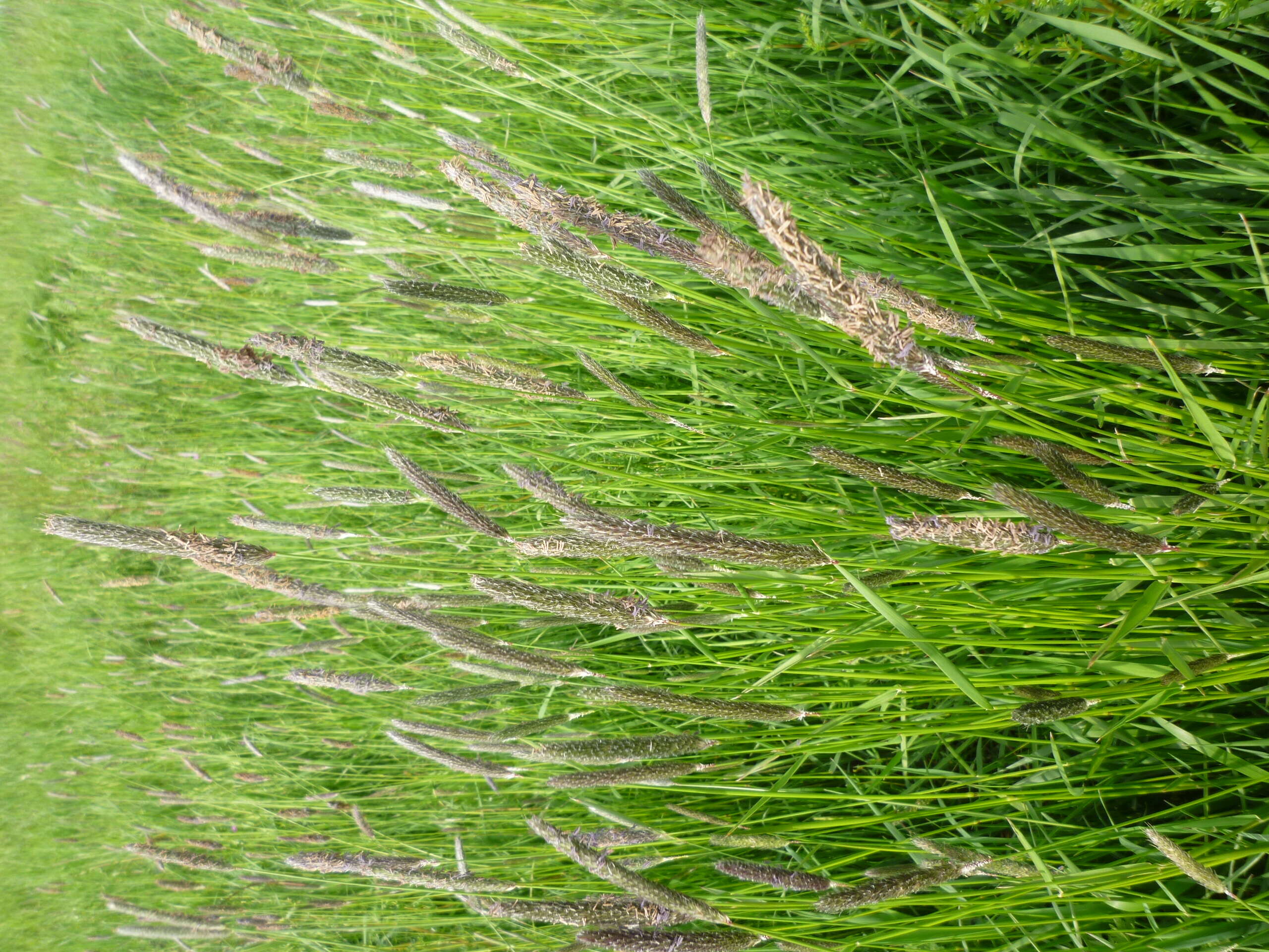 Image of meadow foxtail