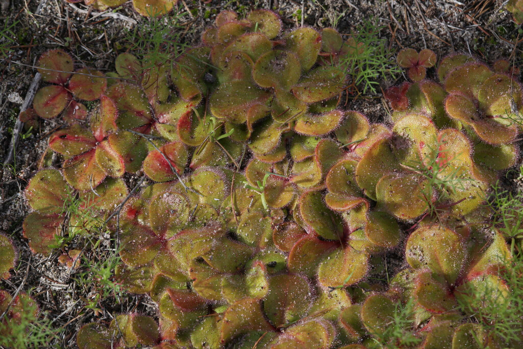 Image de Drosera magna