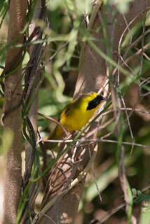 Geothlypis Cabanis 1847 resmi