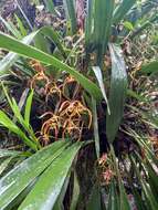 Image of Maxillaria luteograndiflora Dombrain