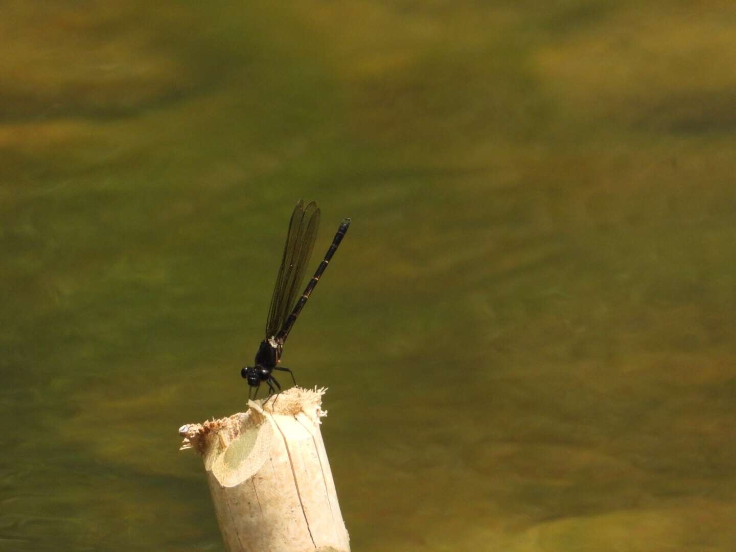 Image of black torrent dart