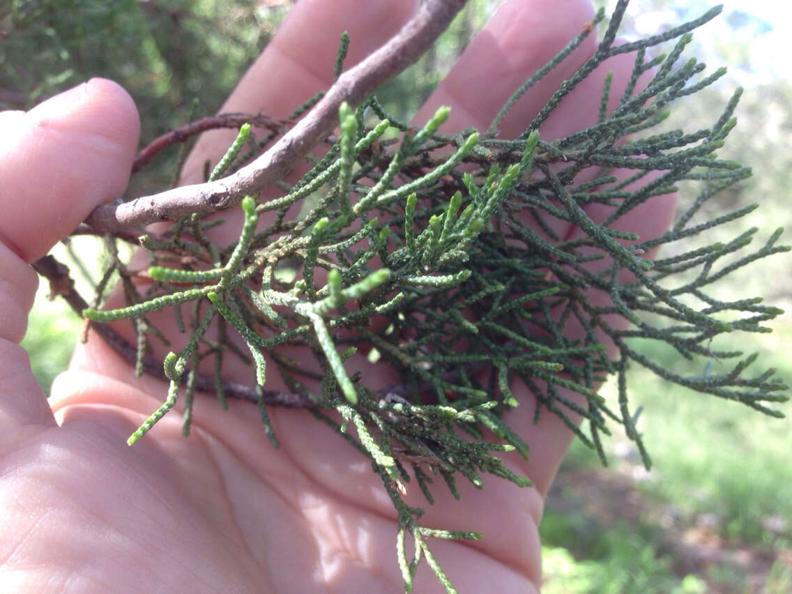 Juniperus deppeana Steud. resmi