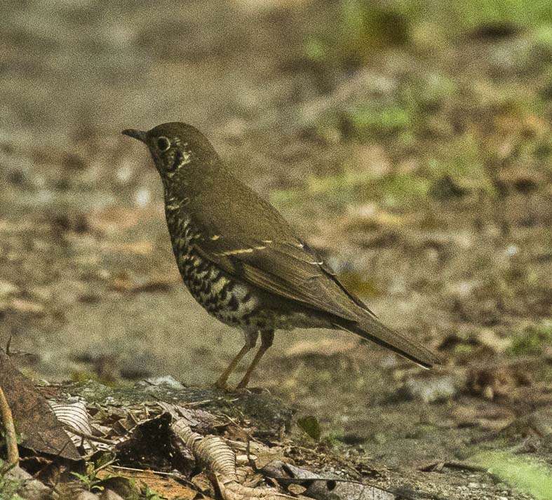 Image of Long-tailed Thrush