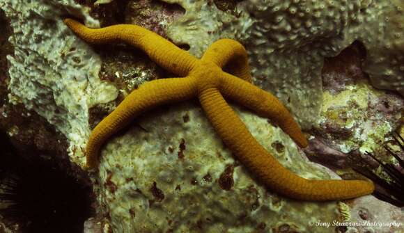 Image of Ophidiaster confertus H. L. Clark 1916