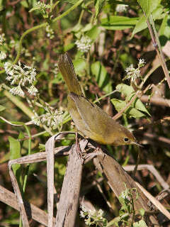 Geothlypis Cabanis 1847 resmi