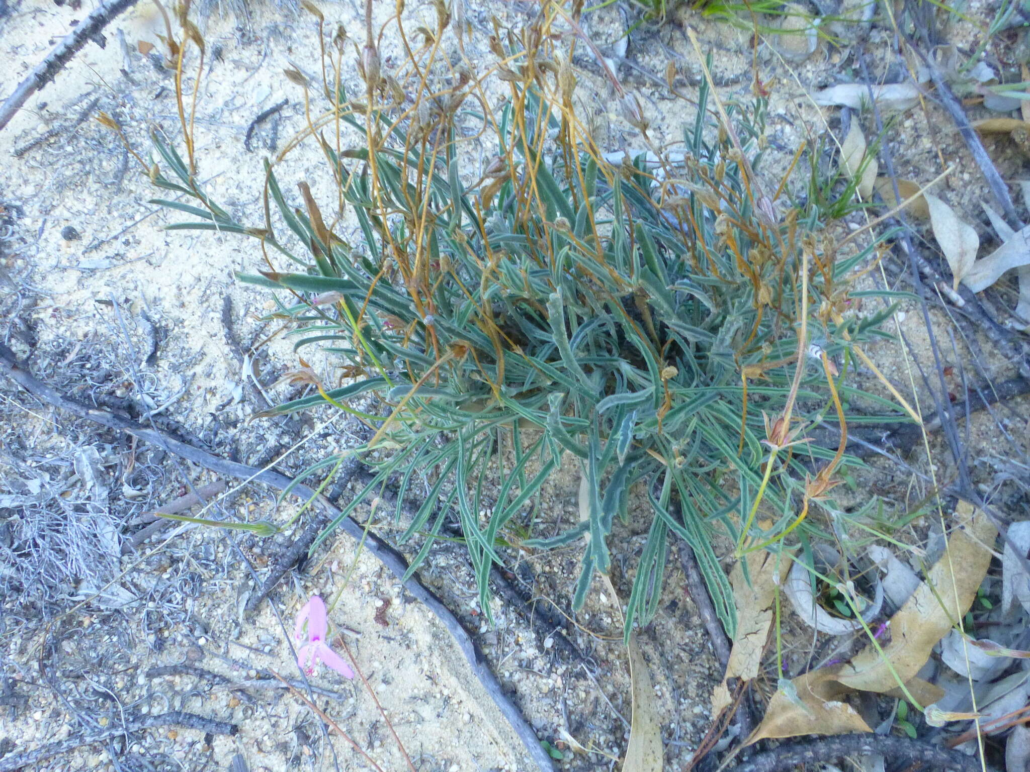 Image of Pelargonium coronopifolium Jacq.