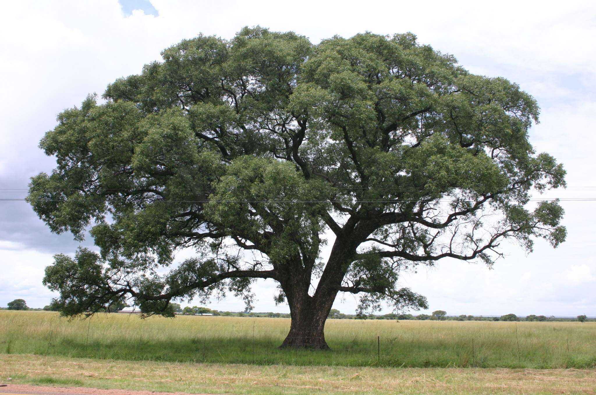 Image of marula