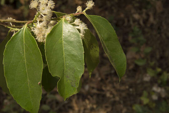 Image of Scolopia crenata (Wight & Arn.) Clos