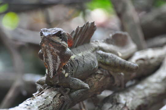 Image of Brown Basilisk