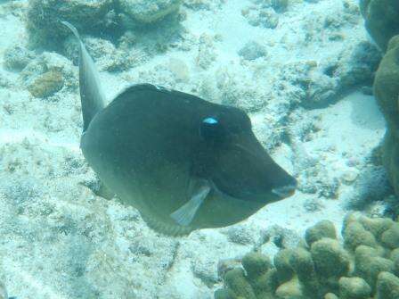 Image of Humpback Unicornfish