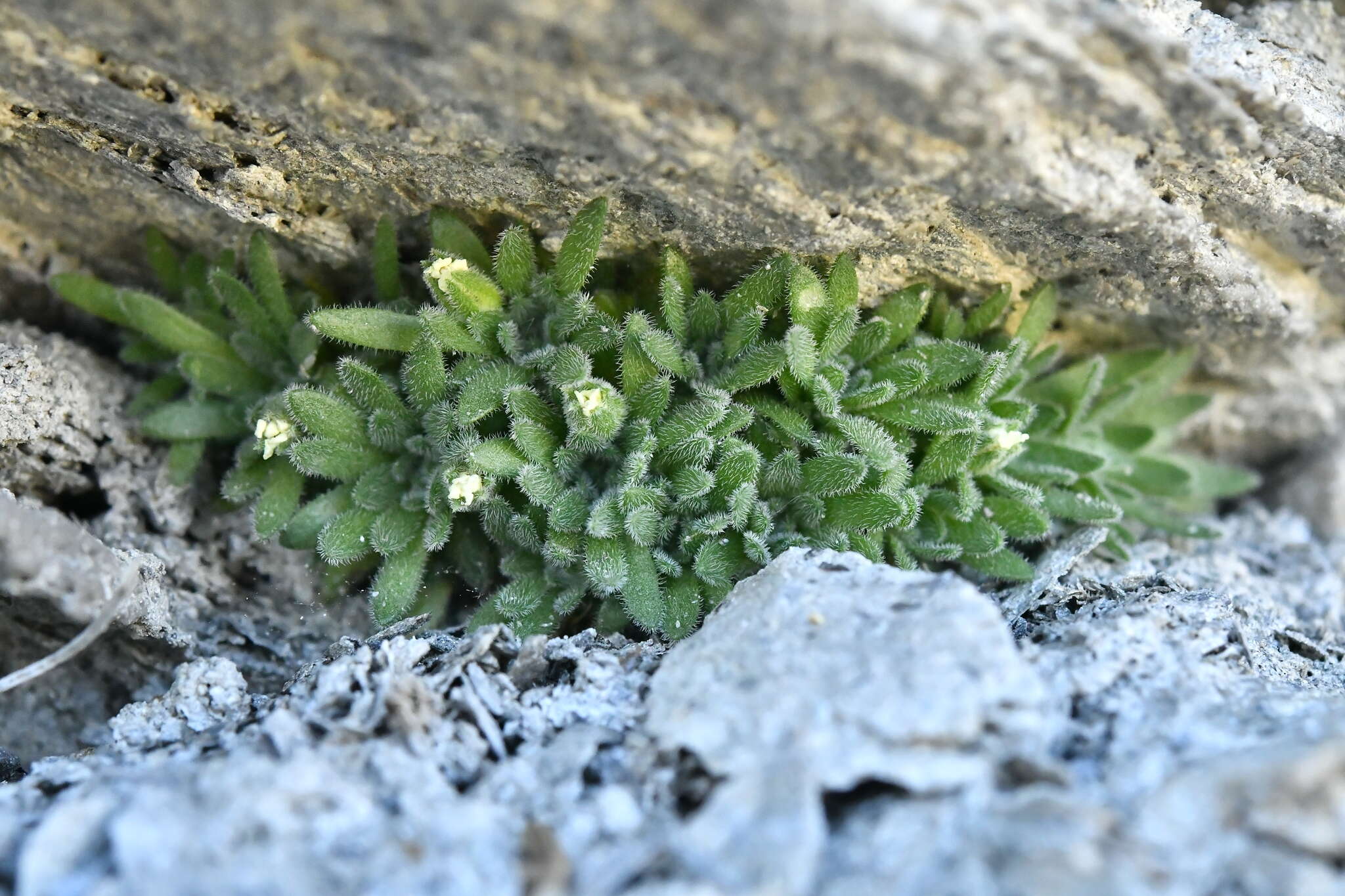 Image of Androsace pubescens DC.