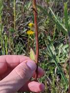 Image of White Indian Plantain