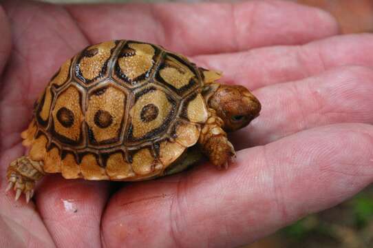 Image of Stigmochelys