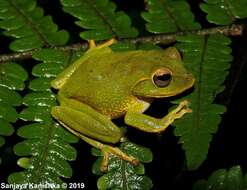 Image of Pseudophilautus stuarti (Meegaskumbura & Manamendra-Arachchi 2005)