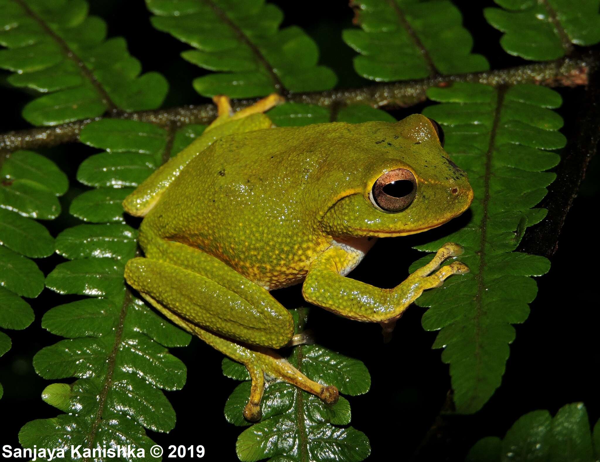 Imagem de Pseudophilautus stuarti (Meegaskumbura & Manamendra-Arachchi 2005)