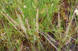 Image de Drosera filiformis var. filiformis