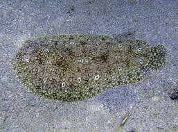 Image of Peacock sole