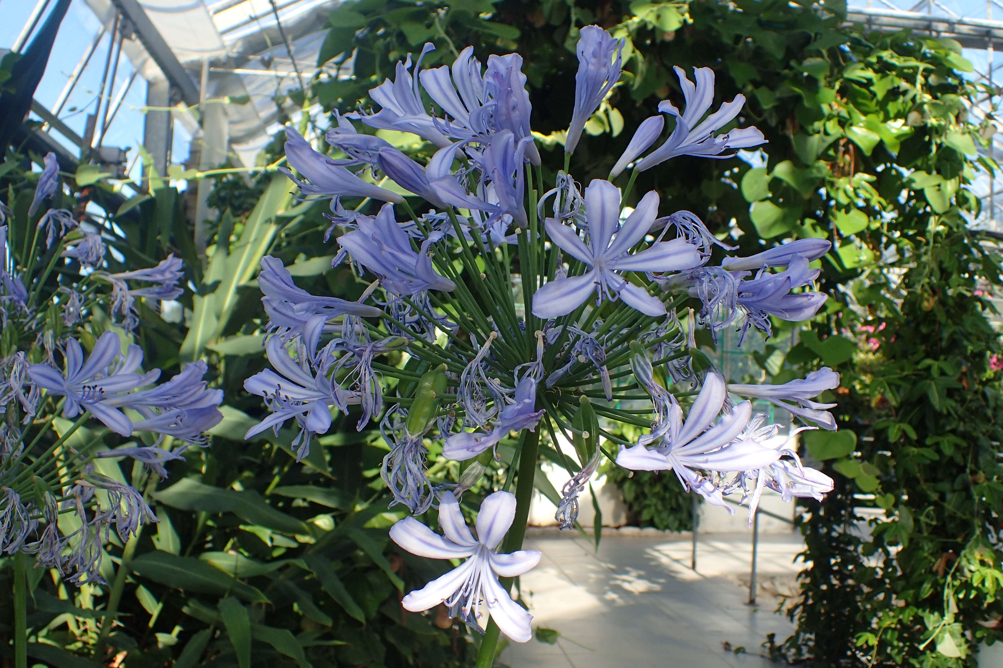 Imagem de Agapanthus africanus (L.) Hoffmanns.