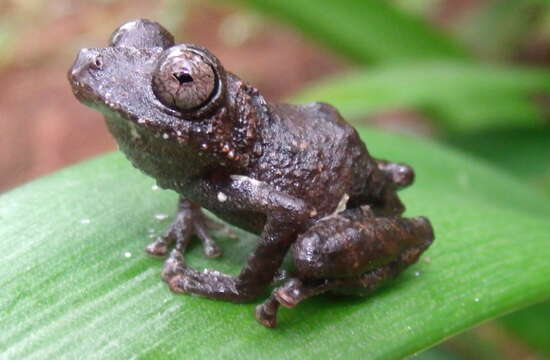 Image of Pristimantis pardalis (Barbour 1928)