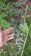 Image of Pteris ensiformis var. victoriae Bak.