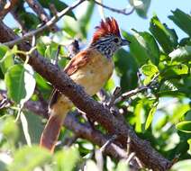 Image of Barred Antshrike