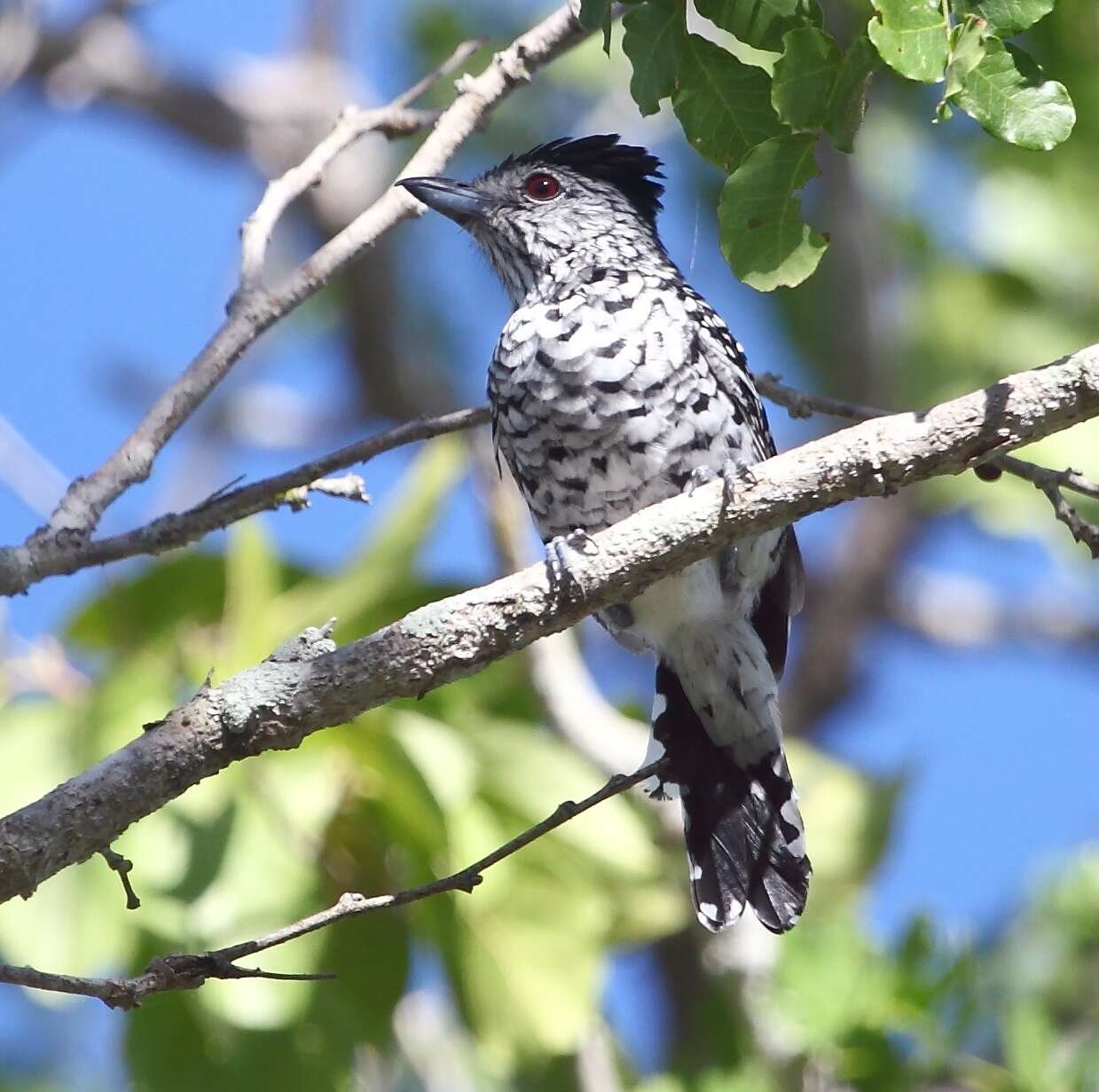 Image of Barred Antshrike