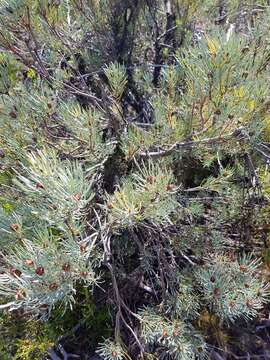 Image of Leucadendron meyerianum H. Buek ex Meissn.