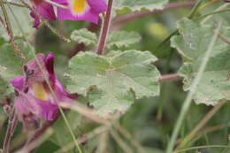 Image of Proboscidea louisianica subsp. fragrans (Lindl.) Bretting