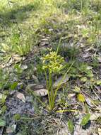 Image of Le Conte's Flat Sedge