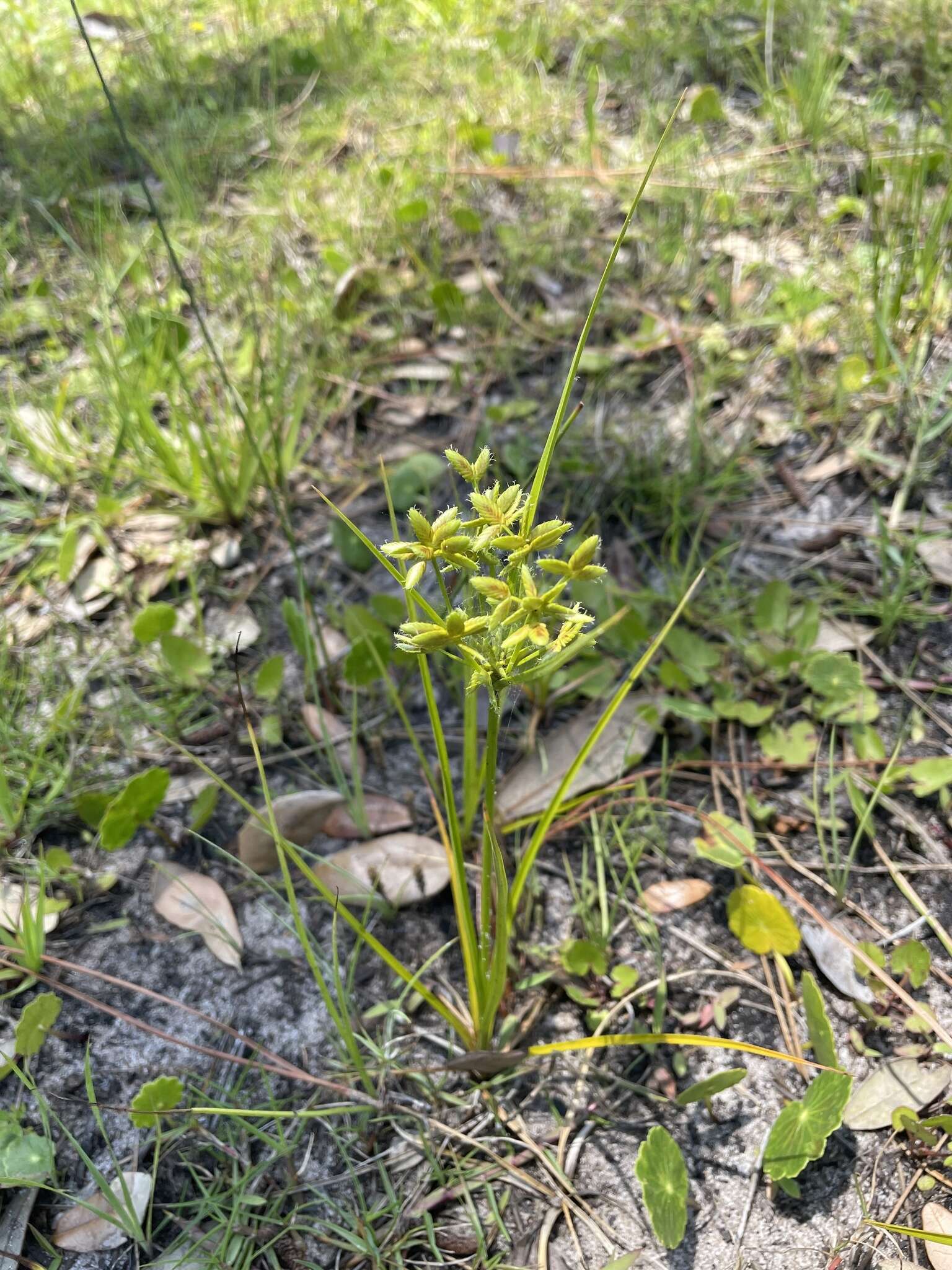 Image of Le Conte's Flat Sedge