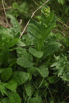 Plancia ëd Senecio kolenatianus C. A. Mey.