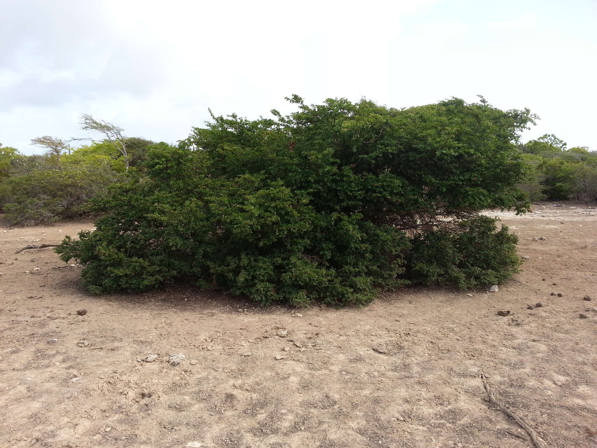 Imagem de Vachellia anegadensis (Britton) Seigler & Ebinger