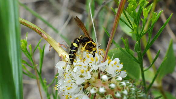 Image of Philanthus sanbornii Cresson 1865