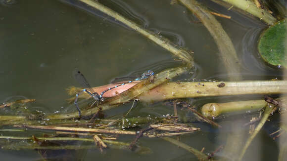 Image de Austrolestes leda (Selys 1862)