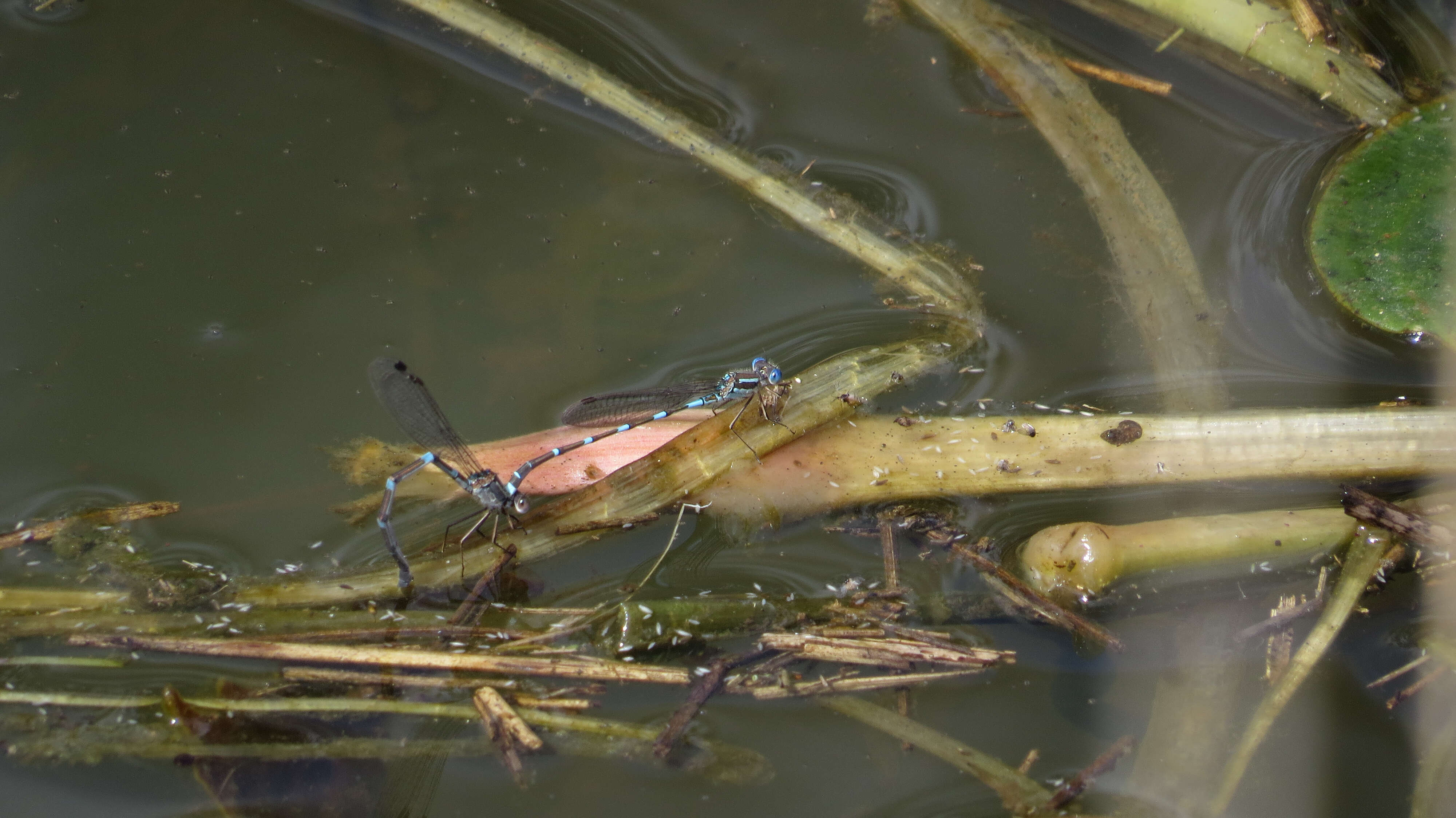 Image of Austrolestes leda (Selys 1862)