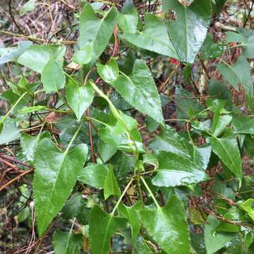 Image of Muehlenbeckia gracillima Meisn.