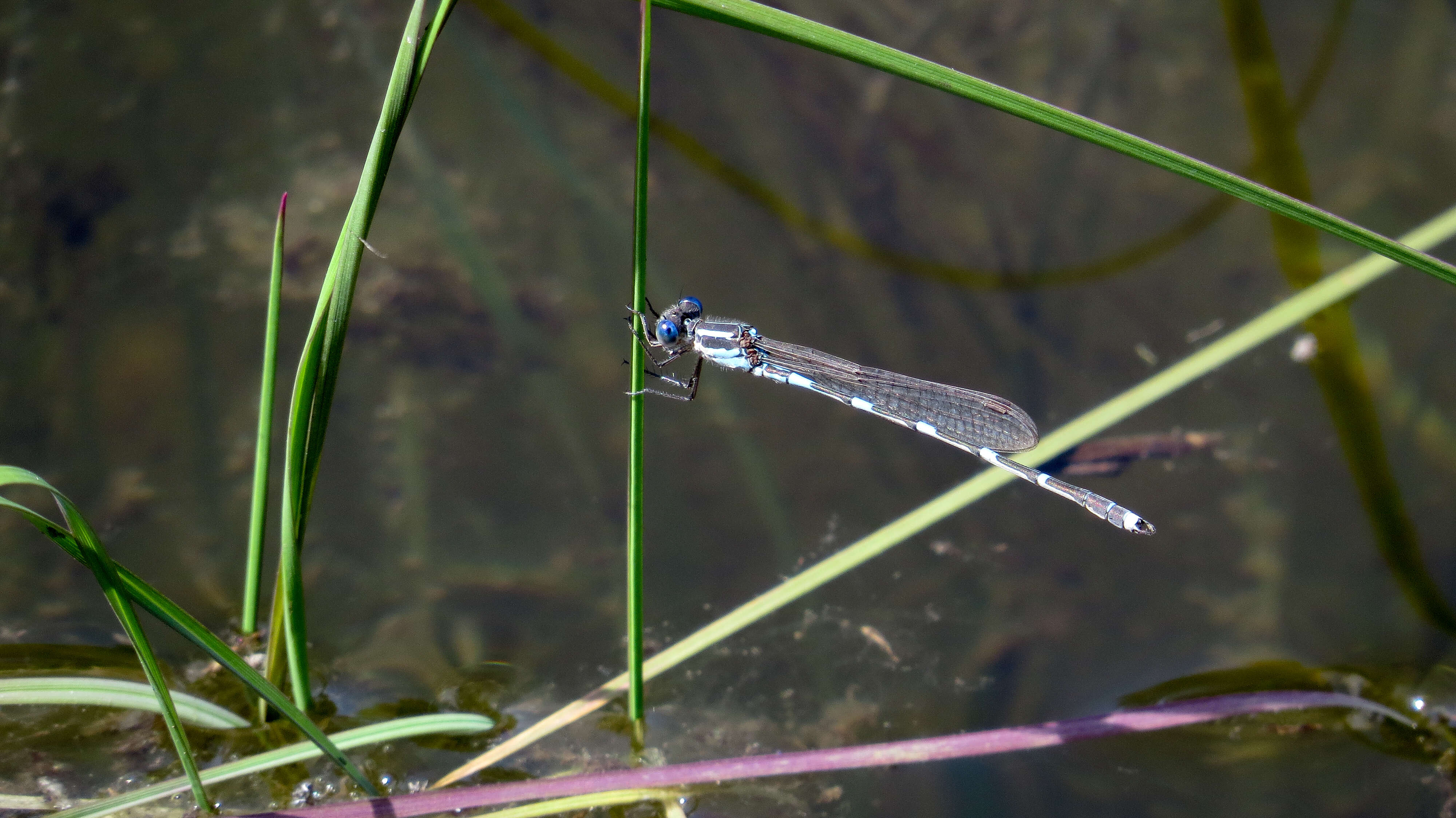 Image of Austrolestes leda (Selys 1862)