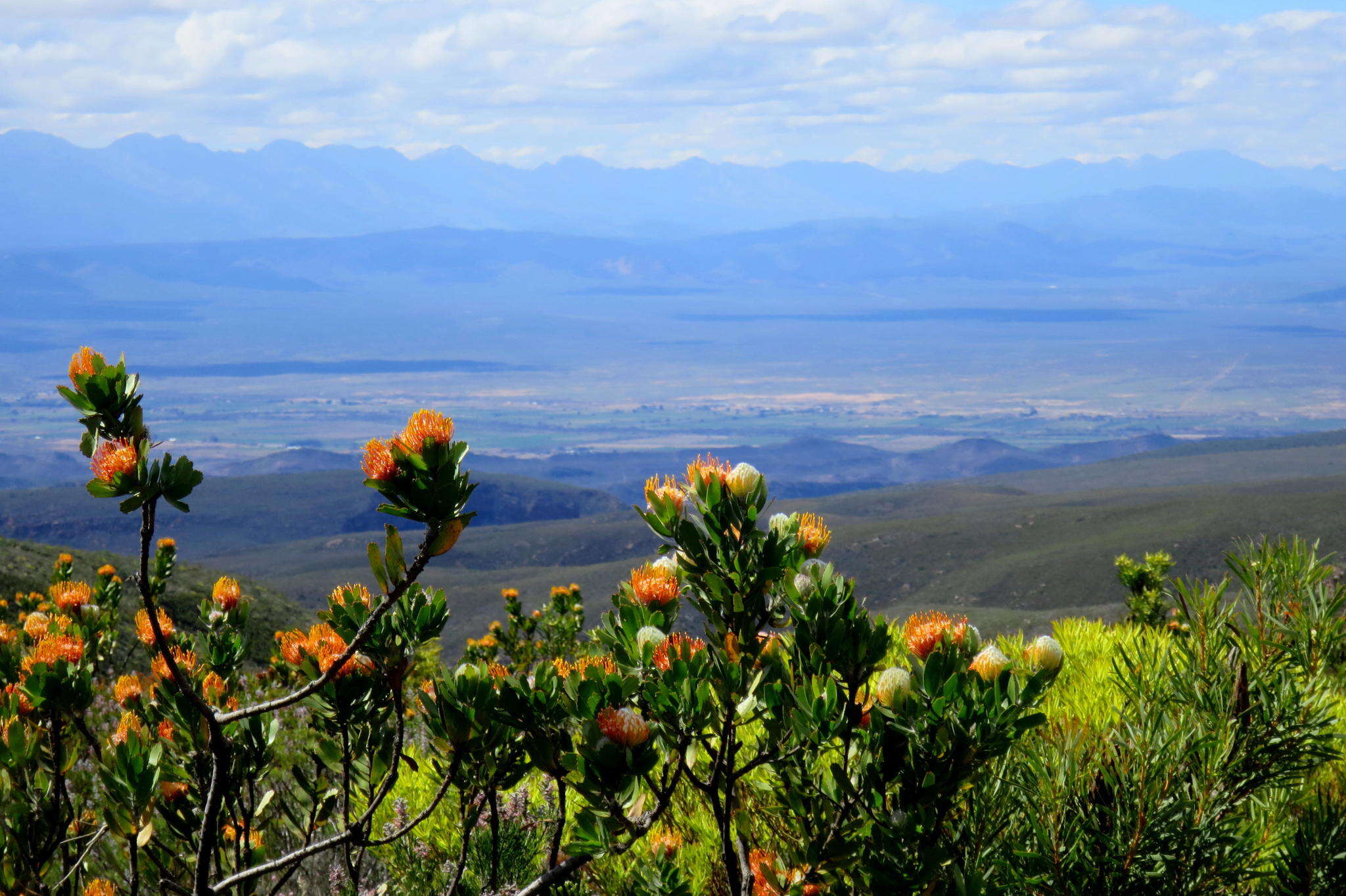 Image of Leucospermum pluridens Rourke