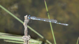 Image of Austrolestes leda (Selys 1862)