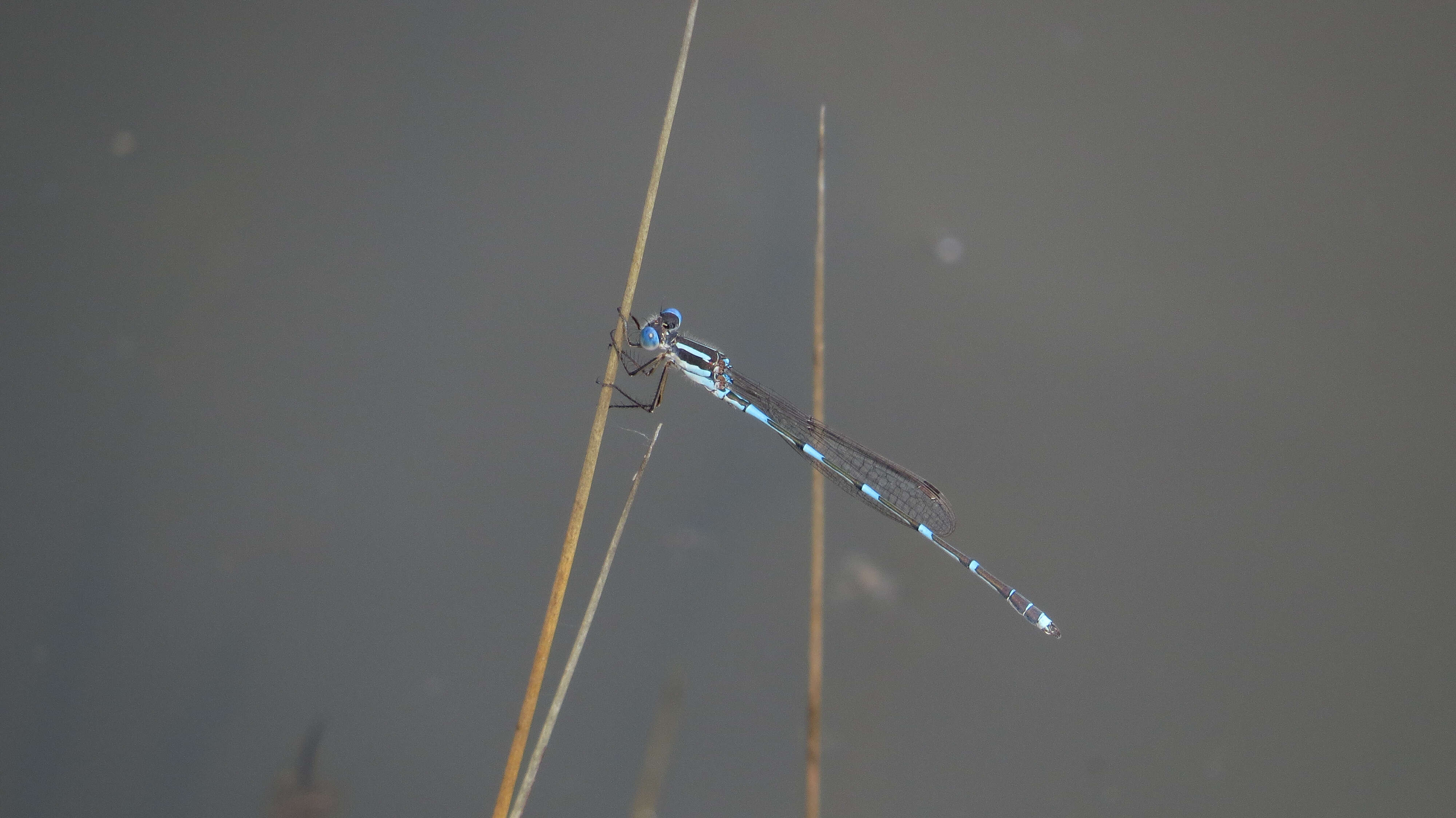 Image of Austrolestes leda (Selys 1862)