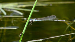 Image de Austrolestes leda (Selys 1862)