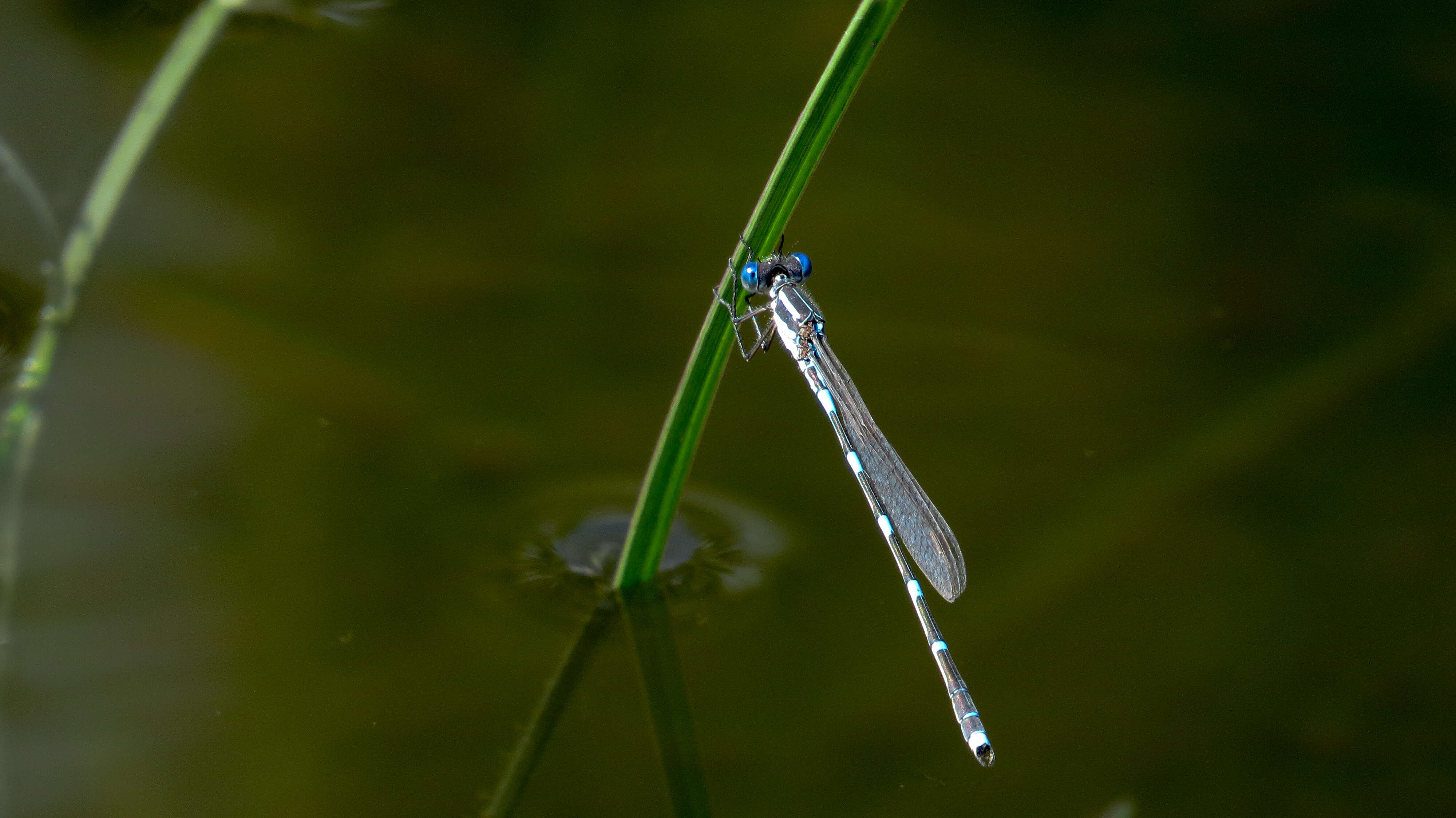 Image de Austrolestes leda (Selys 1862)