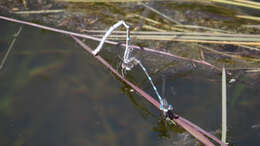 Image of Austrolestes leda (Selys 1862)