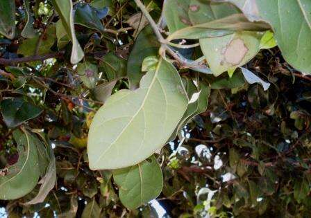 Image of Cryptocarya foetida R. T. Baker