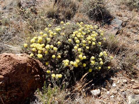 Image of rock buckwheat