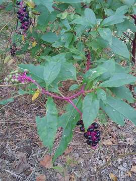 Image of Phytolacca americana var. americana